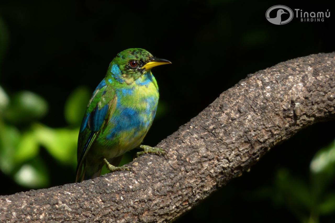 Tinamu Birding Hotel La Manuelita Kültér fotó